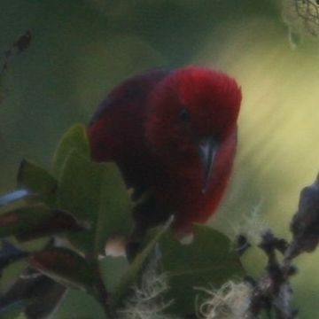 Image of Apapane