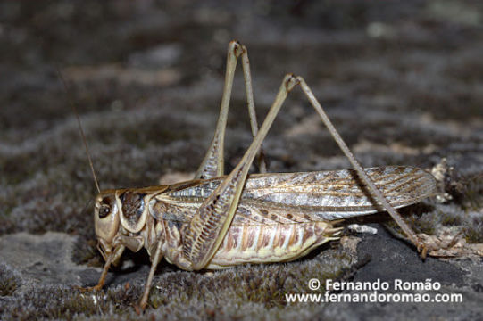 Image of <i>Decticus albifrons</i> (Fabricius 1775)