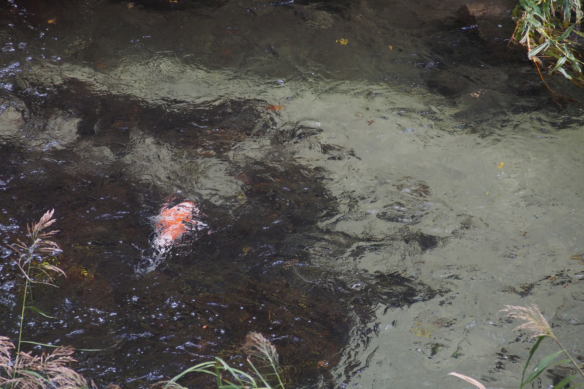 Image of <i>Cyprinus carpio haematopterus</i>
