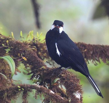 Image of Black Solitaire