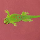 Image of Giant Madagascar Day Gecko