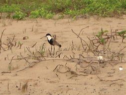 Image of Spur-winged Lapwing
