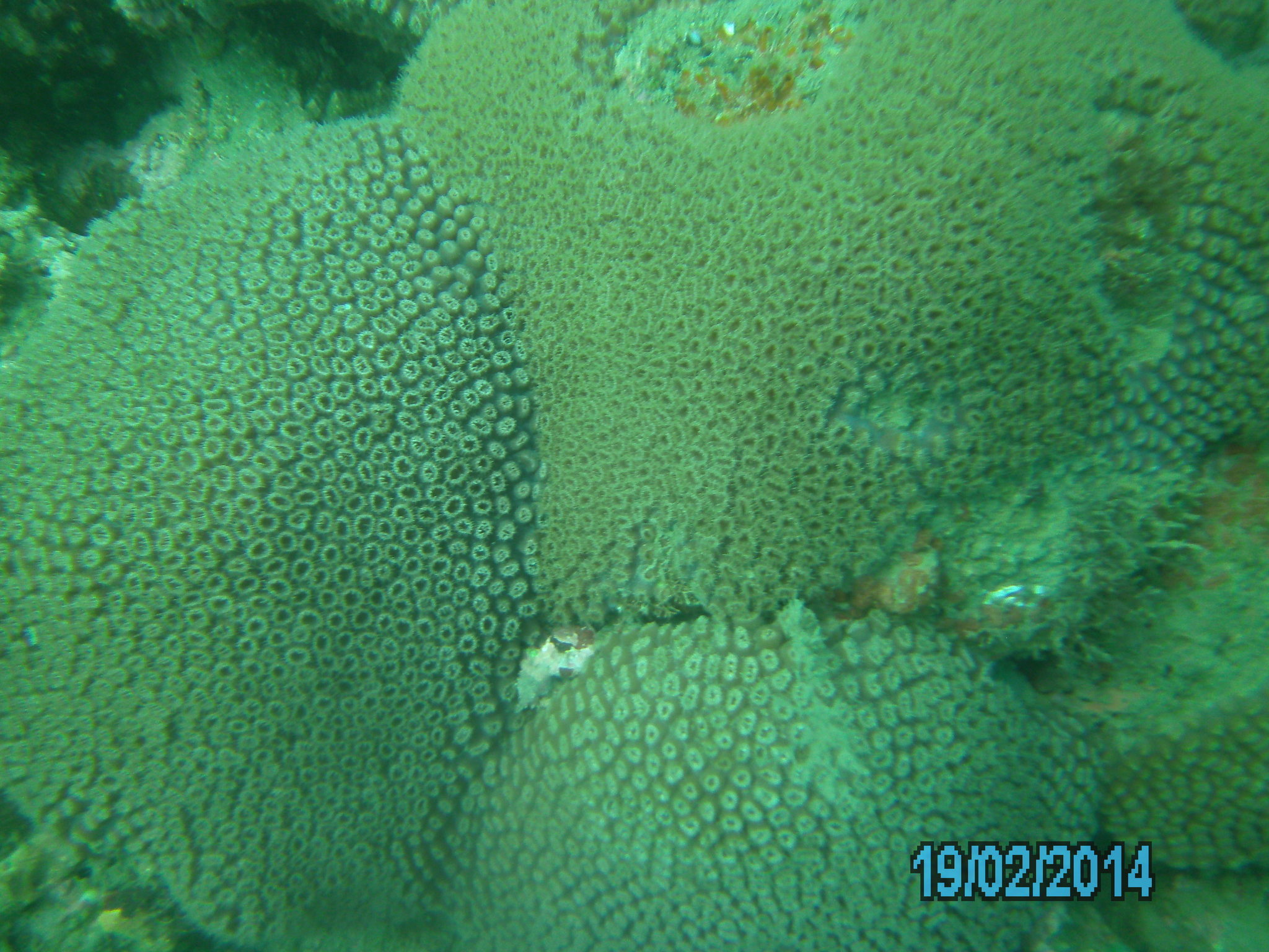 Image of Great Star Coral