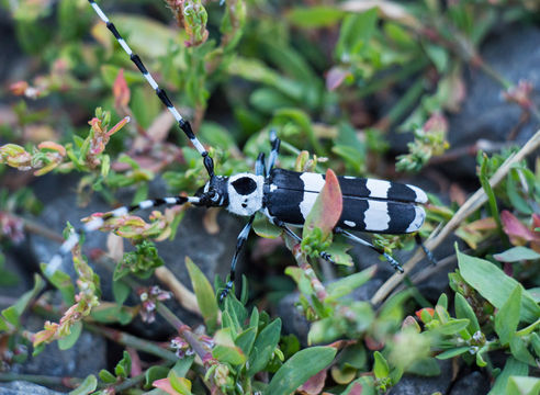 18.https www inaturalist org photos 1372690.580x360