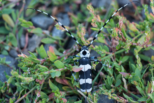 18.https www inaturalist org photos 1372691.580x360