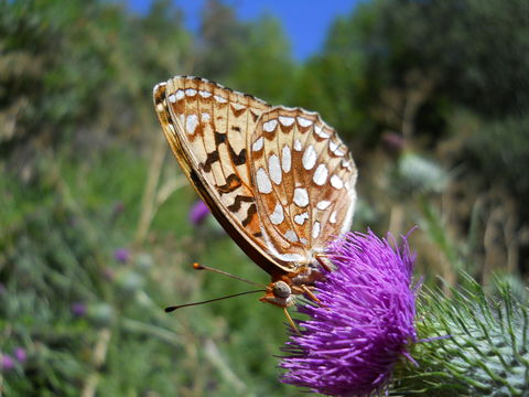 Image of Coronis Fritillary