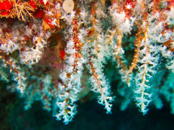 Image of Snowflake coral