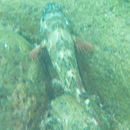 Image of White-spotted hawkfish