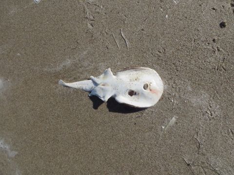 Image of Caribbean Electric Ray