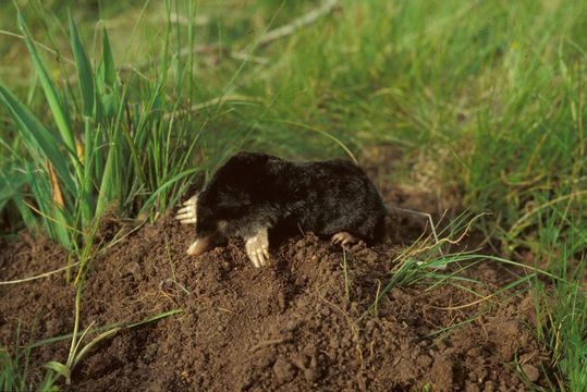 Image of Iberian Mole