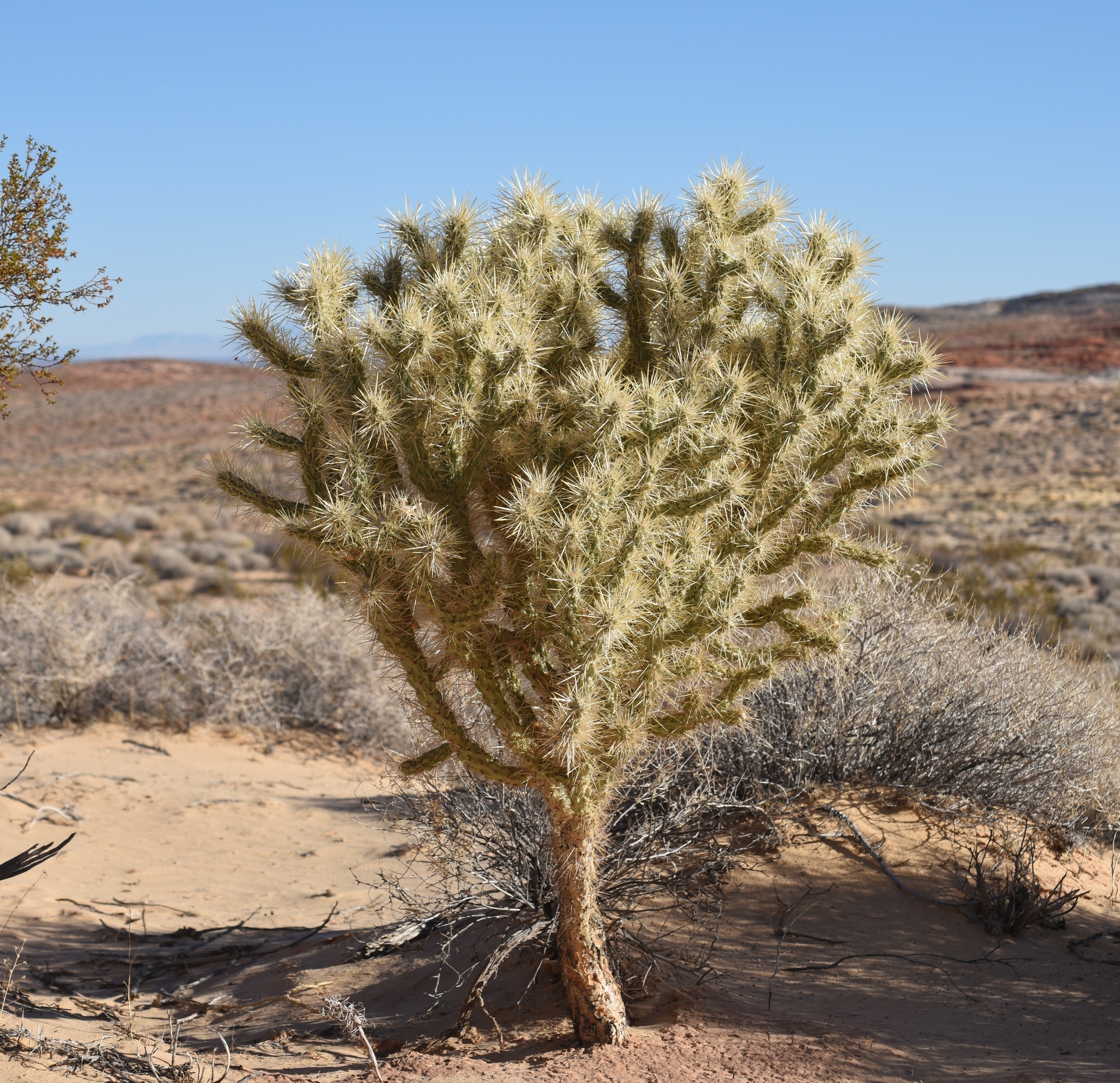 Image of <i>Cylindropuntia echinocarpa</i>