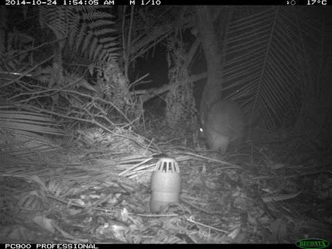 Image of Long-nosed Bandicoot