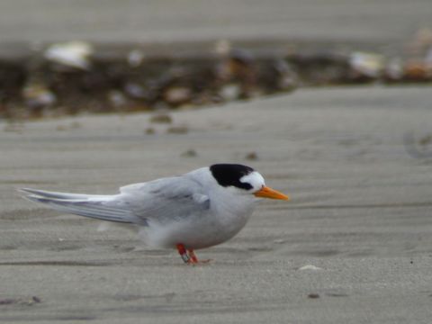 18.https www inaturalist org photos 137931.580x360