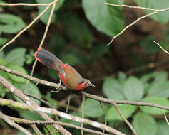 Image of Red-faced Liocichla