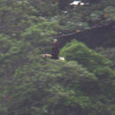 Image of Blyth's Hornbill