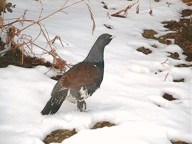Image of Cantabrian capercaillie