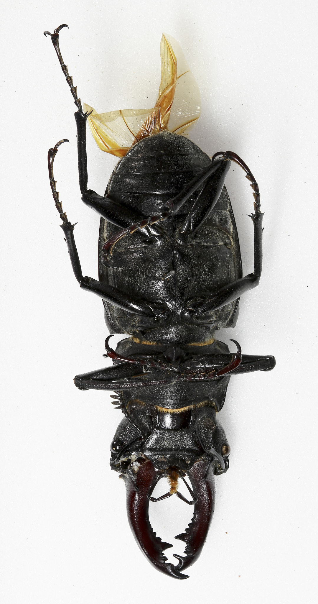 Image of Stag Beetle