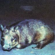 Image of Southern Hairy-nosed Wombat