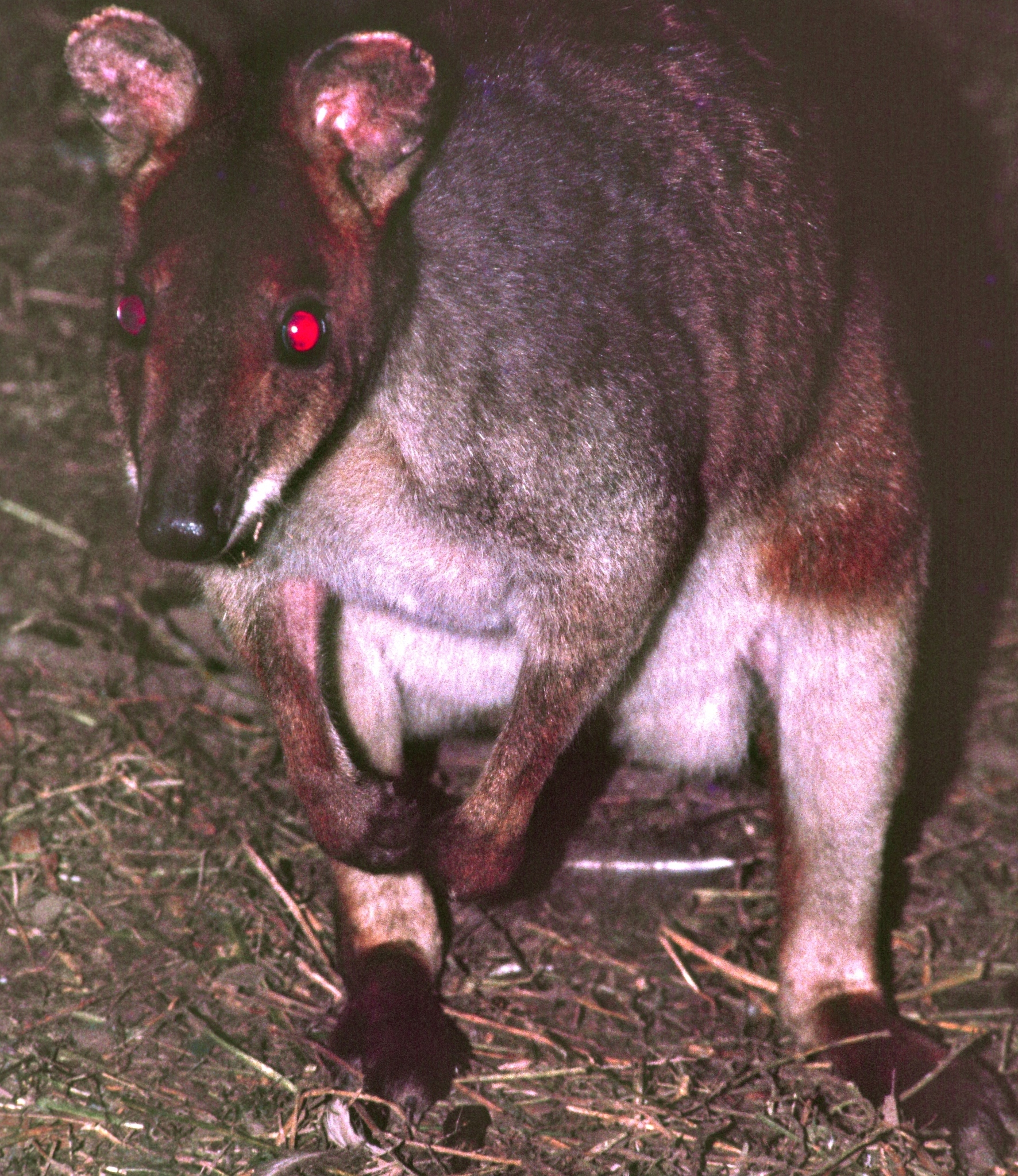 Image of Red-legged Pademelon