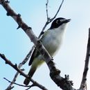 Image of Black-capped Vireo