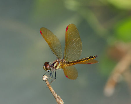 18.https www inaturalist org photos 1383278.580x360