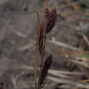 Image of <i>Carex lenticularis lipocarpa</i>