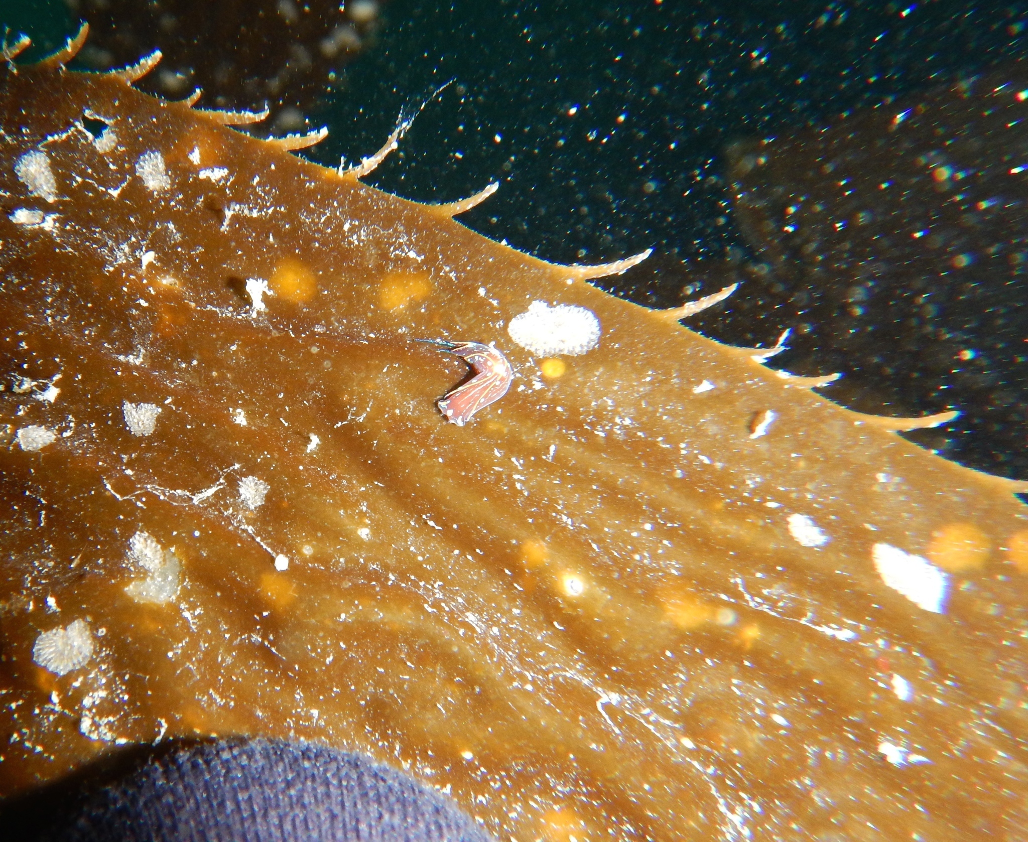 Image of Navanax inermis (J. G. Cooper 1862)