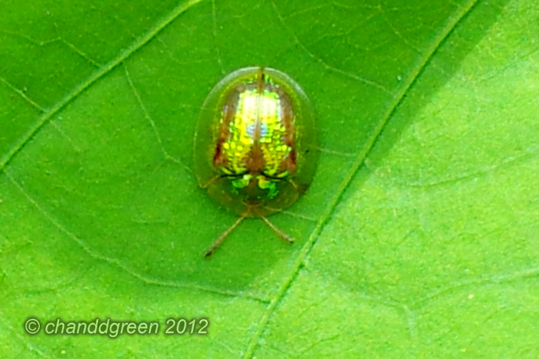 green tortoise beetle