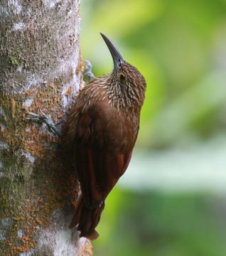 Image of Strong-billed Woodcreeper