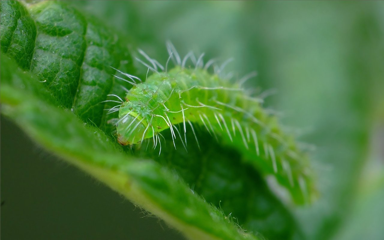 Image of Blackberry skeletonizer