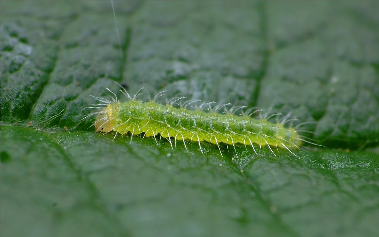 Image of Blackberry skeletonizer