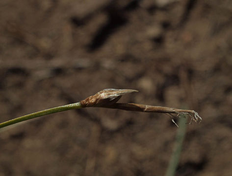 Image of <i>Carex geyeri</i>