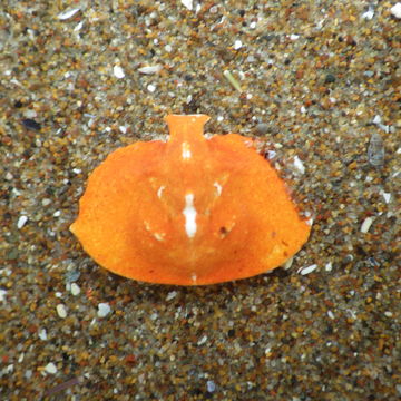 Image of turtle crab