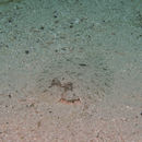 Image of Leopard flounder