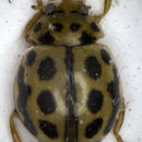 Image of <i>Tytthaspis sedecimpunctata</i> (Linnaeus 1758) Linnaeus 1758