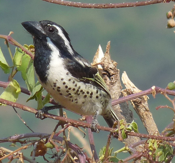 can a barbet live in congo republic