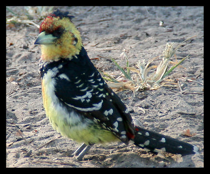 18.https www inaturalist org photos 1389358.580x360
