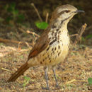 Image of Spotted Morning-Thrush