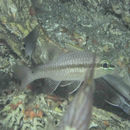 Image of Iridescent cardinalfish