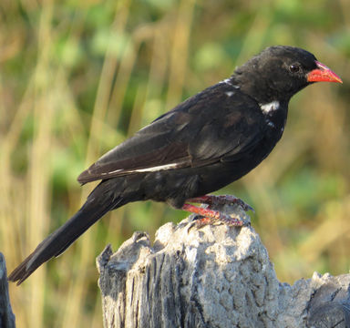 18.https www inaturalist org photos 1389917.580x360