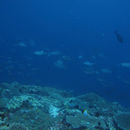 Image of Ocean Triggerfish