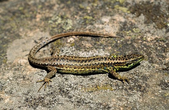 Image of <i>Iberolacerta galani</i> Arribas, Carranza & Odierna 2006
