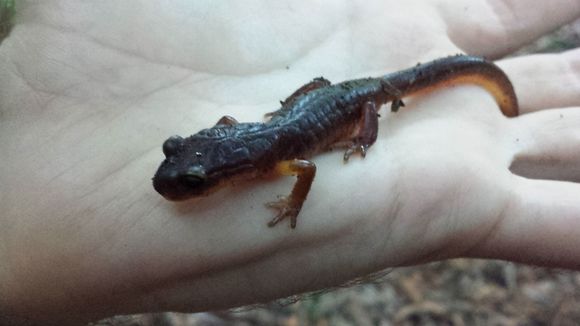 Image of Monterey Ensatina
