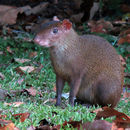 Image of Central American Agouti
