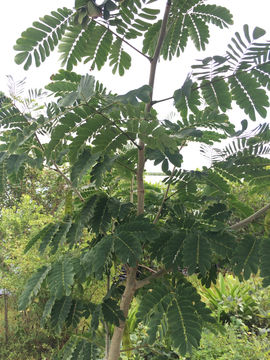 Image of <i>Albizia lebbeck</i>