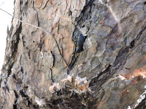 18.https www inaturalist org photos 1392483.580x360