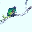 Image of Crested Quetzal