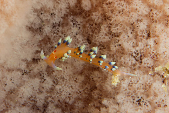 Image of Sea slug