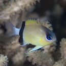 Image of Blackbar chromis