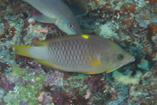 Image of Dwarf slingjaw wrasse